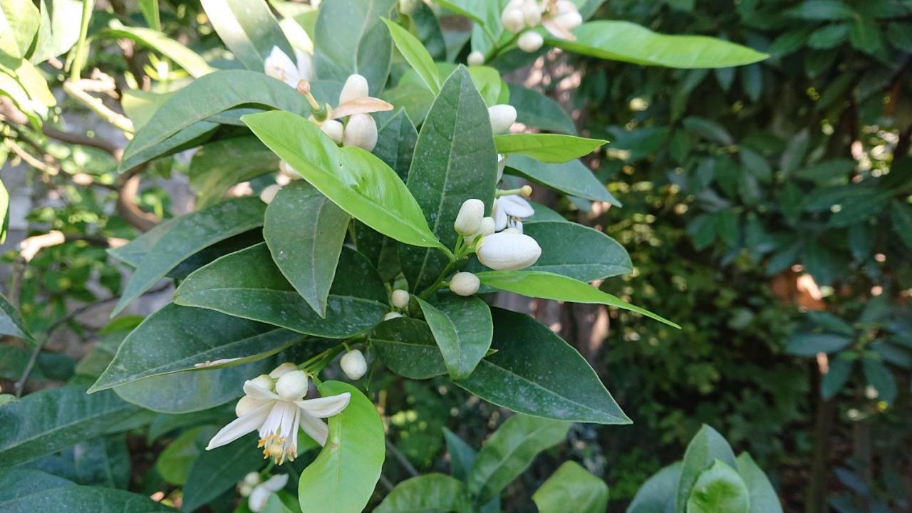 Villa L'Ulivina 索伦托 外观 照片